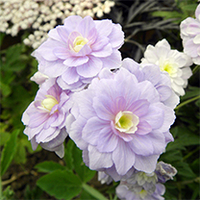 Geranium pratense Plant - Summer Skies