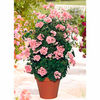 Geranium Pyramid Plants - Antik Collection