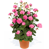 Geranium Pyramid Plants - Antik Pink