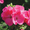 Geranium Seeds - Infiniti Series Rose F1