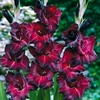Gladioli
