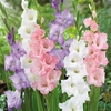 Gladioli Collection