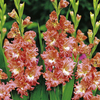 Gladioli Corms - Frizzled Coral