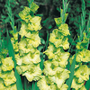 Gladioli Corms - Green Star