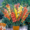 Gladioli Corms - LUCKY DIP