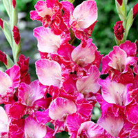 Gladioli Corms - Twister