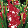 Gladioli Corms - Zizane