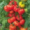 Grafted Tomato Plant - F1 Belriccio