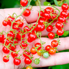 Grafted Tomato Plants - Red Currant