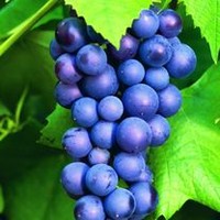 Grape Vine Plant - Boskoop Glory