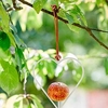 Heart Shaped Apple Bird Feeder