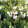 Heather Golden Starlet Plant