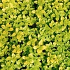 Herb Plant - Thyme Andersons Gold