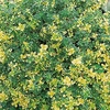 Herb Plant - Thyme (Lemon) Doone Valley