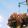 Hi-Lo Hanging Basket Supports - BUY 3 GET 1 FREE