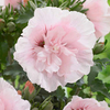 Hibiscus Chiffon Plant - Pink