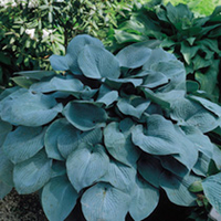 Hosta Plant - Fragrant Blue