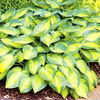 Hosta Plant - June