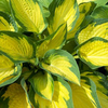 Hosta Plant - Orange Marmalade