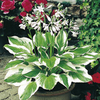 Hosta Plant - Patriot