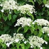 Hydrangea Anomala Petiolaris