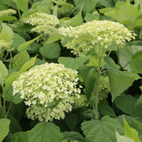 Hydrangea arborescens Plant - Annabelle