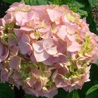 Hydrangea m. Plant - Bouquet Rose