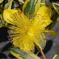 Hypericum calycinum Plant - Carnival
