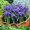 Iris Harmony