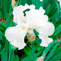 Iris Plant - Immortality