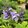 Jacaranda - Bonsai Blue