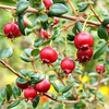 James Wong Chilean Guava Plants + FREE Book