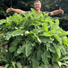 Kale Plants - Daubenton