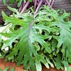 Kale Plants - Red Russian