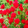 Lampranthus Plant - Red