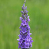 Lavender Plant - Heavenly Scent