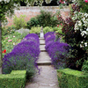 Lavender Plants - Hidcote Blue