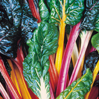 Leaf Beet Plants - Bright Lights