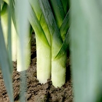Leek Plants - Stromboli