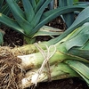 Leek Plants - Winter Collection