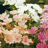 Lewisia Plant - Mix