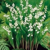 Lily of the Valley Bulbs