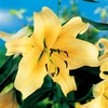 Lily Tree - Honeymoon