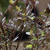 Lophomyrtus x Ralphii Plant - Red Dragon