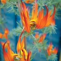 Lotus Plants - Fire Vine