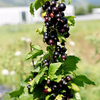 Lowberry Blackcurrant Plant - Little Black Sugar