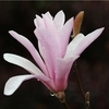 Magnolia loebneri Plant - Leonard Messel