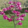 Magnolia Plant - Felix Jury