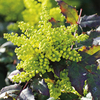 Mahonia aquifolium Plants