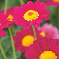 Marguerite Plant - Starlight Red